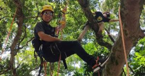 Profissionais realizam manejo de árvores urbanas com equipamentos de segurança e técnicas especializadas.