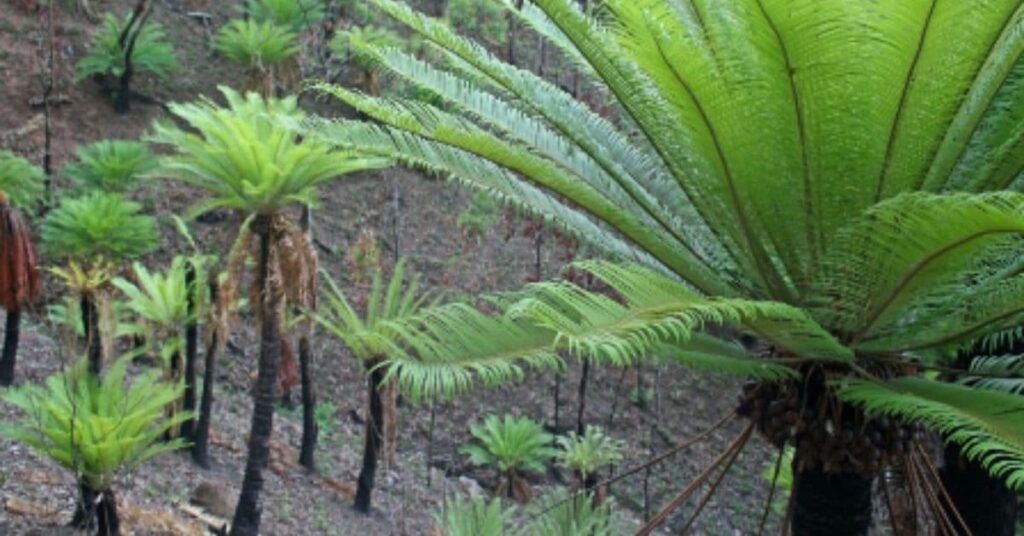 “Plantas da era dos dinossauros em floresta tropical australiana”