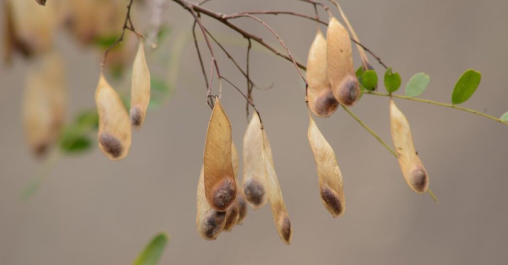 Sementes nativas em galhos de árvore usadas em projetos de restauração florestal