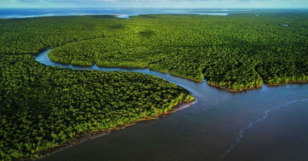 Vista aérea de manguezal brasileiro representando os ecossistemas costeiros