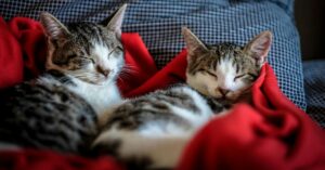 Gatinhos descansando juntos, ilustrando pesquisas sobre a origem gatos domésticos.