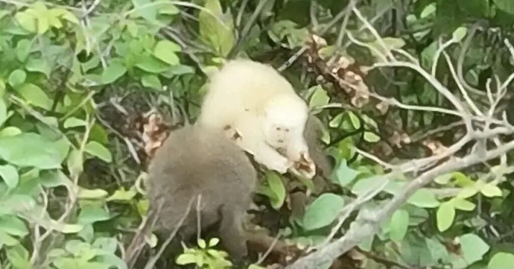 Sauá albino registrado pela primeira vez no mundo em área de Mata Atlântica no Parque Estadual do Rio Doce