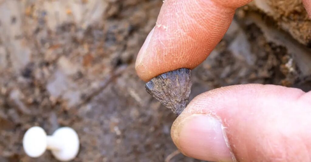 Fragmento de pirita usado para gerar faíscas em estudo sobre a origem do fogo em Barnham