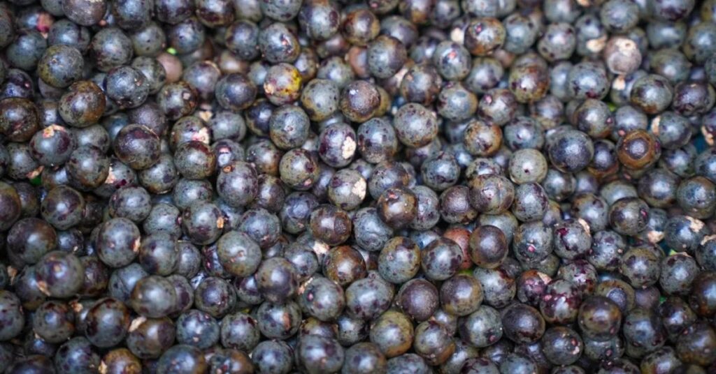 Açaí fresco reconhecido como fruta nacional do Brasil após nova lei federal