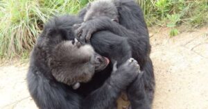 amizades entre chimpanzés e bonobos em interação social