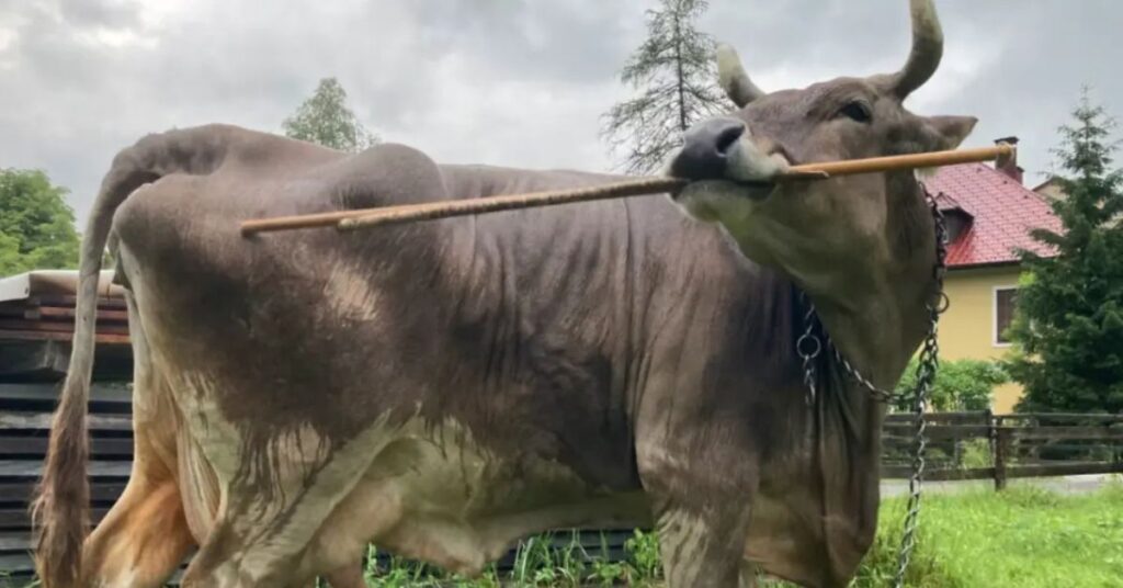 Vaca segura um graveto com a boca em demonstração de inteligência animal