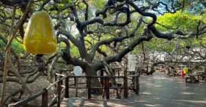 o maior cajueiro do mundo em área de conservação ambiental no RN