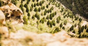 regeneração natural em florestas em área recuperada sem plantio de árvores