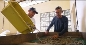 tecnologia na produção de camarão aplicada em viveiro no Rio Grande do Norte