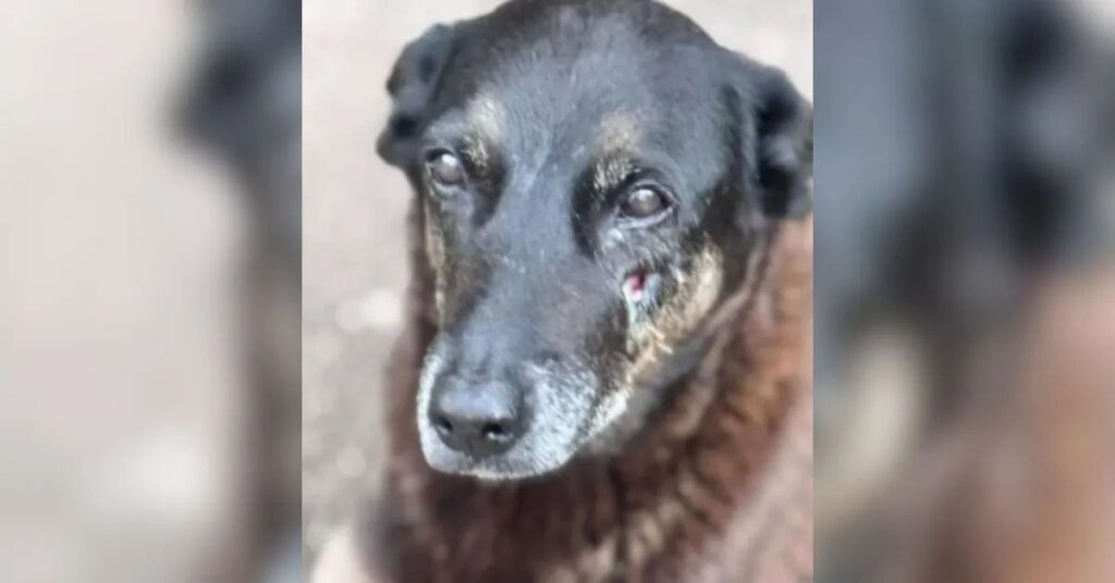 Caso Orelha mostra cão comunitário encontrado na Praia Brava em Florianópolis