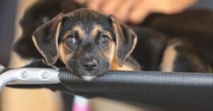 Filhote de cachorro em ambiente de cuidado ensina como educar crianças para respeitar animais