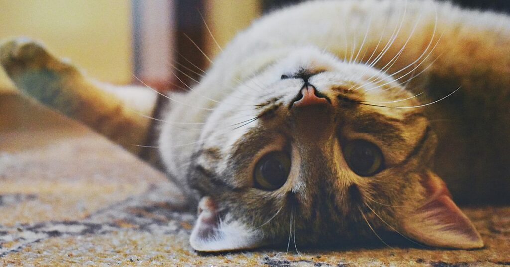 Gato doméstico ilustrando estudo sobre genoma do câncer felino e mutações genéticas semelhantes às humanas