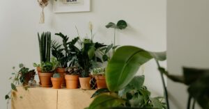 plantas que reduzem o estresse organizadas em ambiente interno com luz natural
