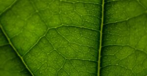 produção de medicamentos a partir de genes presentes em plantas